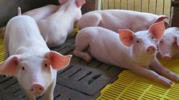 Giá thịt lợn hôm nay 16/10: Tiếp tục giảm ở miền Nam