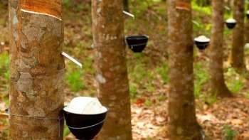 Cập nhật giá cao su hôm nay 19/10: Tăng trên sàn Nhật Bản