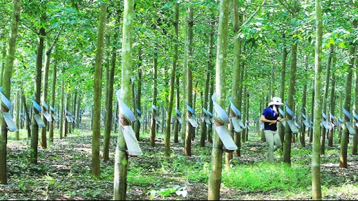 Cập nhật giá cao su chiều 22/10: Cao su Nhật Bản tăng mạnh