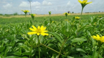 Khai thác các chất phụ gia thực phẩm từ những loại nguyên liệu tự nhiên