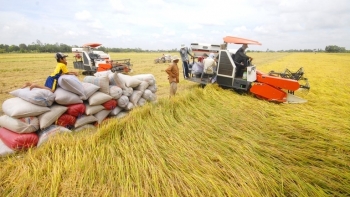 Cập nhật gạo hôm nay 24/10: Đi ngang