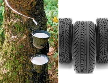 Cập nhật giá cao su hôm nay 24/10: Cao su Nhật Bản tiếp đà tăng mạnh