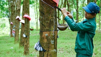 Cập nhật giá cao su hôm nay 26/10: Ổn định phiên đầu tuần