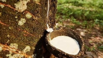 Cập nhật giá cao su chiều nay 26/10: Tăng đồng loạt trên sàn châu Á