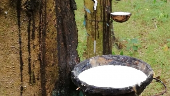 Giá cao su tăng mạnh trong bối cảnh lo ngại nguồn cung thắt chặt