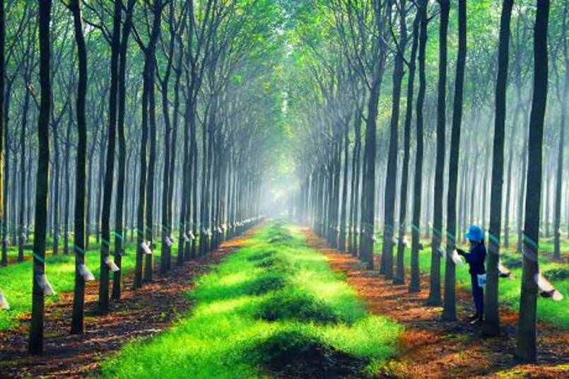 Cập nhật giá cao su hôm nay 27/10: Xu hướng tăng