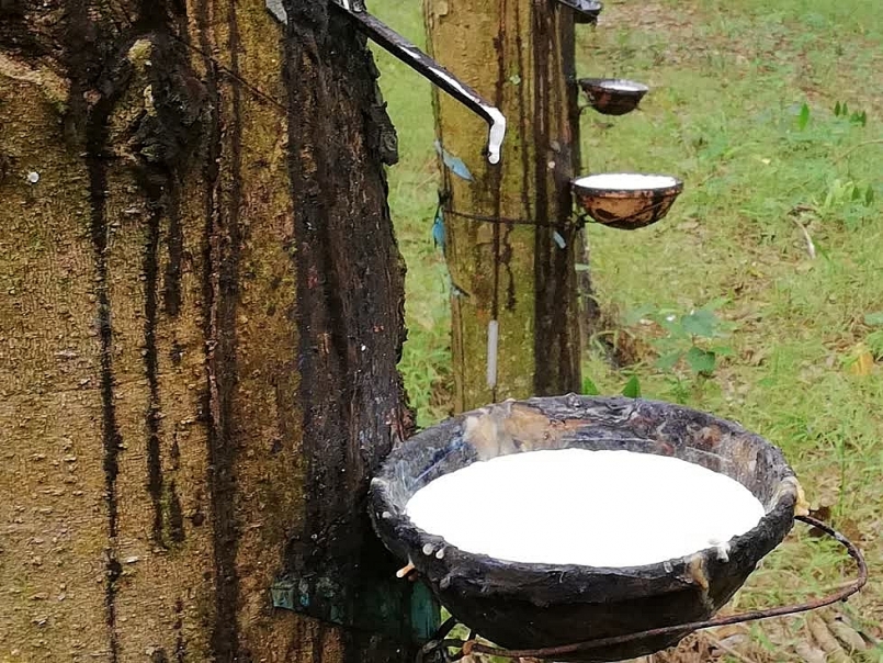 Giá cao su tăng mạnh trong bối cảnh lo ngại nguồn cung thắt chặt