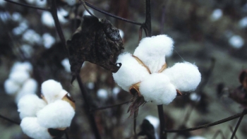 POLYME thiên nhiên và ứng dụng của nó