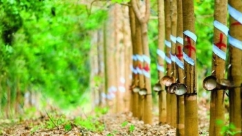 Cập nhật giá cao su chiều này 28/10: Tăng mạnh trên sàn châu Á