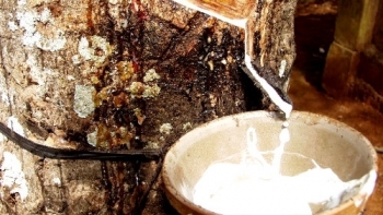 Cập nhật giá cao su hôm nay 29/10: Tiếp đà tăng mạnh