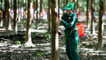 Cập nhật giá cao su chiều nay 29/10: Bất ngờ quay đầu giảm