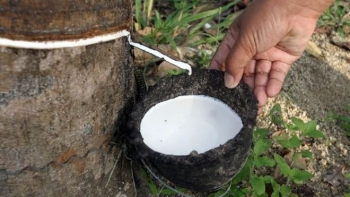 Cập nhật giá cao su chiều này 30/10: Trở lại đà tăng