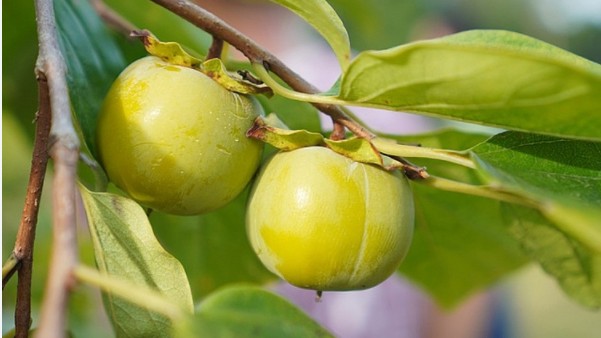 Lạng Sơn thiết lập gian hàng số tiêu thụ sản phẩm hồng vành khuyên