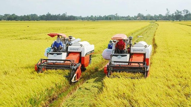 Cập nhật giá lúa gạo hôm nay 5/10/2021: Giá gạo tăng mạnh