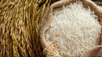 Cập nhật giá lúa gạo hôm nay 8/10/2021: Tiếp tục giảm