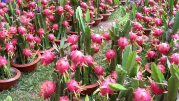 Thanh long Bình Thuận chính thức được bảo hộ chỉ dẫn địa lý tại Nhật Bản