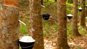 Cập nhật giá cao su hôm nay 9/10/2021: Thị trường Nhật Bản tăng lên mức cao nhất 6 tuần