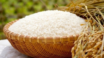 Cập nhật giá lúa gạo hôm nay 9/10/2021: Duy trì ổn định