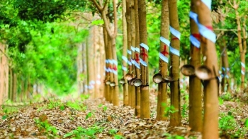 Cập nhật giá cao su hôm nay 10/10/2021: Sàn Nhật Bản neo ở mức cao