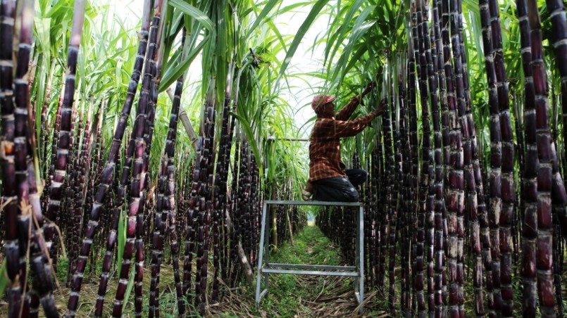 VSSA khuyến nghị các nhà máy đường tăng giá mua mía cho nông dân