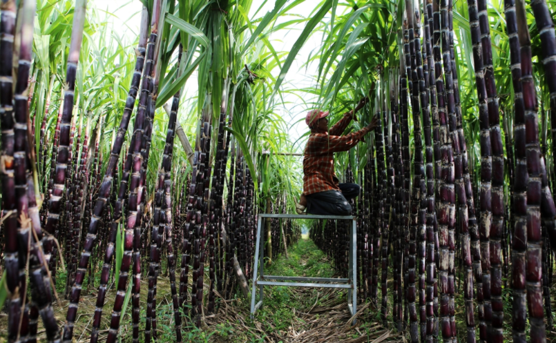 VSSA khuyến nghị các nhà máy đường tăng giá mua mía cho nông dân