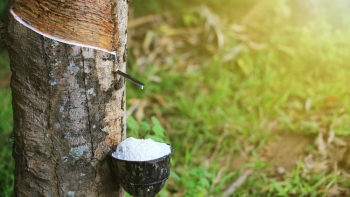 Cập nhật giá cao su hôm nay 14/10/2021: Sàn Nhật Bản lao dốc