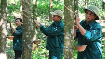 “Vàng trắng” tăng giá, nhiều doanh nghiệp cao su báo lãi lớn