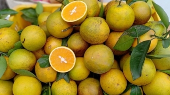 Sửa đổi Giấy chứng nhận đăng ký chỉ dẫn địa lý cam Cao Phong