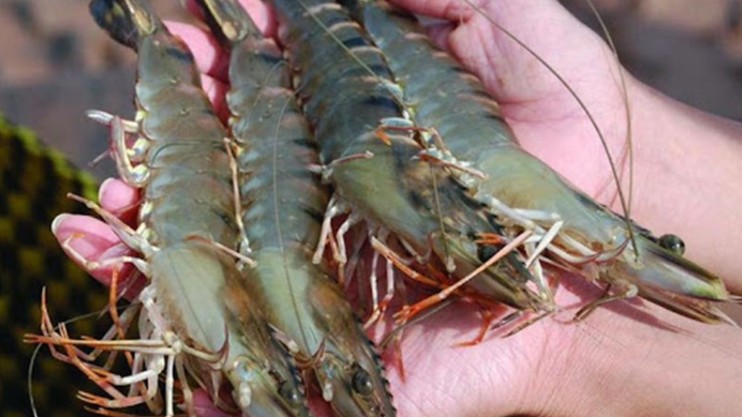 Bảo hộ chỉ dẫn địa lý “Cà Mau” cho sản phẩm tôm sú