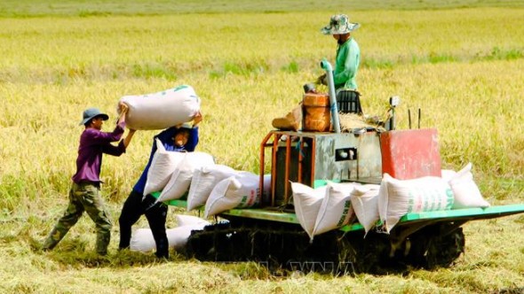 Cập nhật giá lúa gạo hôm nay 16/10/2021: Giá gạo quay đầu giảm