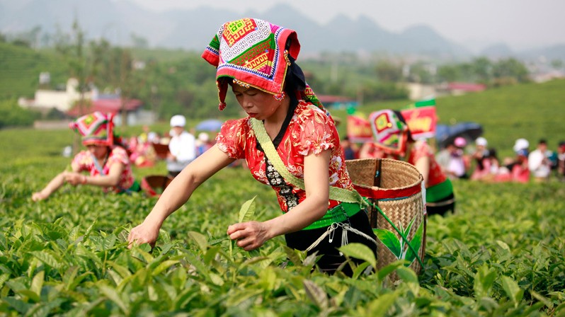 Việt Nam là thị trường cung cấp chè lớn thứ 5 cho Nga