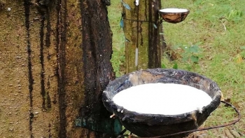 Giá cao su đầu tháng 10 tăng trở lại trước những chính sách từ Nhật Bản