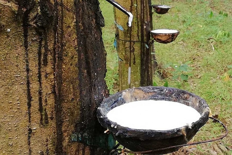 Giá cao su đầu tháng 10 tăng trở lại trước những chính sách từ Nhật Bản