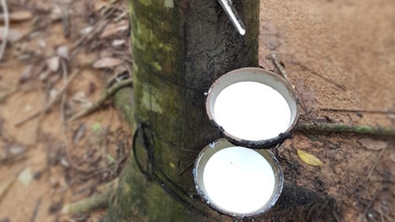 Cập nhật giá cao su hôm nay 20/10/2021: Giảm mạnh