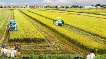 Chuyển mục đích sử dụng 29,41 ha đất trồng lúa tại tỉnh Trà Vinh