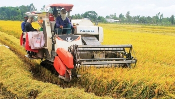 Cập nhật giá lúa gạo hôm nay 21/10/2021: Lúa Thu đông tăng 200-400 đồng/kg