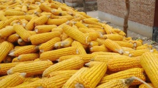 Việt Nam nhập khẩu ngô nhiều nhất từ Achentina