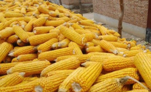 Nhập khẩu ngô 9 tháng năm 2021 trị giá trên 2,17 tỷ USD