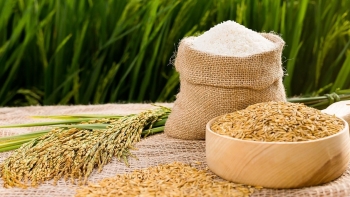 Cập nhật giá lúa gạo hôm nay 28/10/2021: Biến động