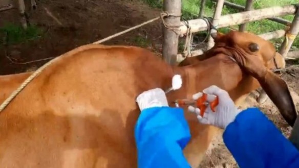 Kế hoạch quốc gia phòng, chống bệnh viêm da nổi cục trên trâu bò