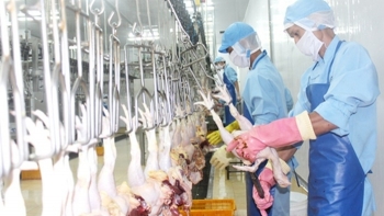 Thịt gà Việt Nam rộng đường xuất khẩu
