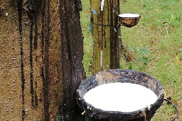 Cập nhật giá cao su hôm nay 2/11: Thế giới giảm mạnh