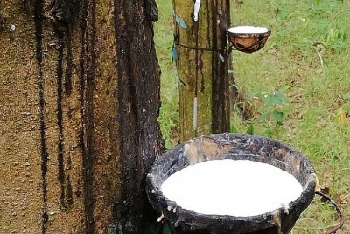 Cập nhật giá cao su hôm nay 2/11: Thế giới giảm mạnh