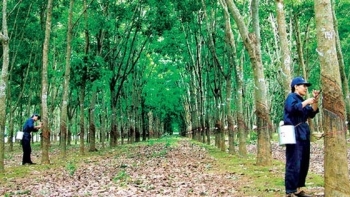 Cập nhật giá cao su chiều nay 2/11: Lao dốc không phanh