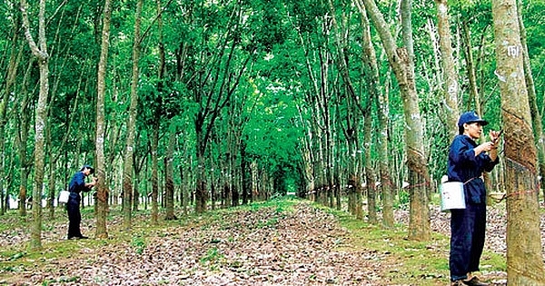 Cập nhật giá cao su chiều nay 2/11: Lao dốc không phanh