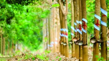 Cập nhật giá cao su hôm nay 3/11: Tiếp tục giảm mạnh