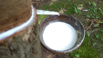 Cập nhật giá cao su chiều nay 4/11: Tiếp tục giảm trên cả hai sàn châu Á