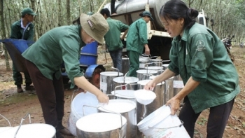 Cập nhật giá cao su hôm nay 7/11: Sàn Thượng Hải tiếp tục giảm