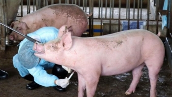 Dịch tả lợn châu Phi tái bùng phát tại Bình Phước