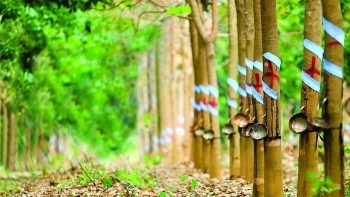 Cập nhật giá cao su hôm nay 9/11: Giảm sâu trên các sàn châu Á